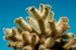 Cholla Cactus, Cylindropuntia, OFSV02P08_14.3300
