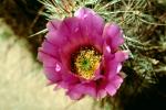 Cactus Flower, OFSV02P08_16.3300