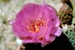 Cactus Flower, OFSV02P08_19.3300