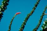 Cactus Flower, Ocotillo, OFSV02P09_04.3300