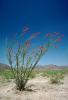 Ocotillo Cactus, (Fonquieria splendens), Joshua Tree National Monument, OFSV02P11_03.3300