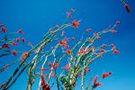 Ocotillo Cactus, (Fonquieria splendens), Joshua Tree National Monument, OFSV02P11_05.3300