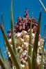 Flowering Yucca Plant, flower, bloom, Monocot, Asparagales, Asparagaceae, Agavoideae, OFSV02P12_04.3300