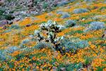 California Poppies, Joshua Tree National Monument, OFSV02P12_07.3300