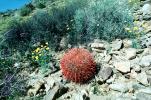 Barrel Cactus, Joshua Tree National Monument, OFSV02P12_09