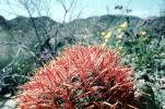 Barrel Cactus, Joshua Tree National Monument, OFSV02P12_13