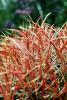 Barrel Cactus, Joshua Tree National Monument, OFSV02P13_13