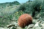 Barrel Cactus, Joshua Tree National Monument, OFSV02P13_15