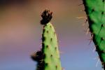Cactus Spines, prickly point, spike, OFSV02P14_01.3300