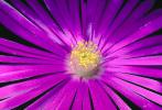Purple Flower, OFSV02P14_19
