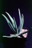 Agave, OFSV03P01_04