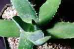 Agave, OFSV03P01_06