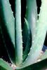 Agave, OFSV03P01_07