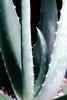 Agave, OFSV03P01_08