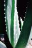 Agave, OFSV03P01_09