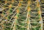 Barrel Cactus, Cactus Spines, Prickly Spikey essence, OFSV03P02_05