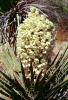 Yucca Plant flower, Monocot, Asparagales, Asparagaceae, Agavoideae, Yucca Plant, OFSV03P02_15