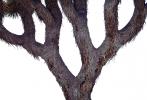 Joshua Tree, photo-object, object, cut-out, cutout, OFSV03P03_15F