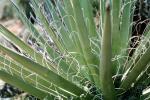 Yucca Plant, Monocot, Asparagales, Asparagaceae, Agavoideae, OFSV03P05_03