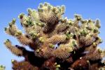Cholla Cactus, Cylindropuntia, OFSV03P05_18