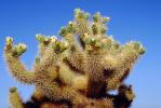 Cholla Cactus, Cylindropuntia, OFSV03P05_19