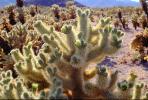 Cholla Cactus, Cylindropuntia, OFSV03P06_11