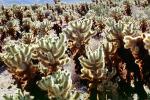 Cholla Cactus, Cylindropuntia, OFSV03P06_13