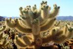 Cholla Cactus, Cylindropuntia, OFSV03P06_14