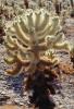 Cholla Cactus, Cylindropuntia, OFSV03P06_15
