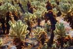 Cholla Cactus, Cylindropuntia, OFSV03P07_05