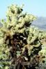 Cholla Cactus, Cylindropuntia, OFSV03P07_08