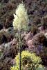 Yucca Plants, flowers, flowering, Monocot, Asparagales, Asparagaceae, Agavoideae, OFSV03P08_09