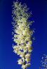 Yucca Plants, flowers, flowering, Monocot, Asparagales, Asparagaceae, Agavoideae, Yucca Plant, OFSV03P08_18
