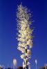 Yucca Plants, flowers, flowering, Monocot, Asparagales, Asparagaceae, Agavoideae, Yucca Plant, OFSV03P08_19