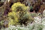 Yucca Plants, flowers, flowering, Monocot, Asparagales, Asparagaceae, Agavoideae, Yucca Plant, OFSV03P09_01