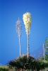 Yucca Plants, flowers, flowering, Monocot, Asparagales, Asparagaceae, Agavoideae, Yucca Plant, OFSV03P09_03