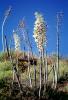 Yucca Plants, flowers, flowering, Monocot, Asparagales, Asparagaceae, Agavoideae, Yucca Plant, OFSV03P09_04