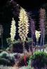Yucca Plants, flowers, flowering, Monocot, Asparagales, Asparagaceae, Agavoideae, OFSV03P09_08