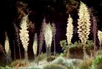 Yucca Plants, flowers, flowering, Monocot, Asparagales, Asparagaceae, Agavoideae, OFSV03P09_10
