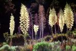 Yucca Plants, flowers, flowering, Monocot, Asparagales, Asparagaceae, Agavoideae, OFSV03P09_11
