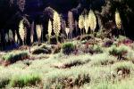 Yucca Plants, flowers, flowering, Monocot, Asparagales, Asparagaceae, Agavoideae, OFSV03P09_13