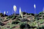 Yucca Plants, flowers, flowering, Monocot, Asparagales, Asparagaceae, Agavoideae, OFSV03P09_16