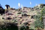 Yucca Plants, flowers, flowering, Monocot, Asparagales, Asparagaceae, Agavoideae, OFSV03P09_17