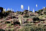 Yucca Plants, flowers, flowering, Monocot, Asparagales, Asparagaceae, Agavoideae, OFSV03P09_18
