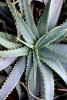 Aloe, Asphodelacea, OFSV03P11_11