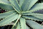 Aloe, Asphodelacea, OFSV03P11_12