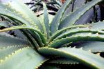 Aloe, Asphodelacea, OFSV03P11_13