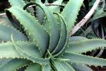 Aloe, Asphodelacea