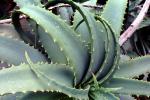 Aloe, Asphodelacea, OFSV03P11_18