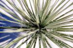 White Sands, Monocot, Asparagales, Asparagaceae, Agavoideae, Yucca Plant